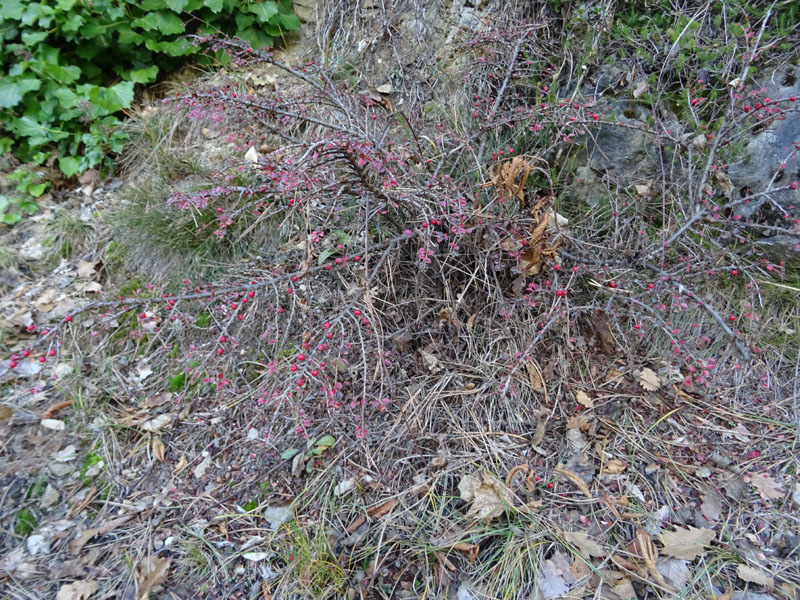 Rosaceae: Cotoneaster sp. (cfr.)